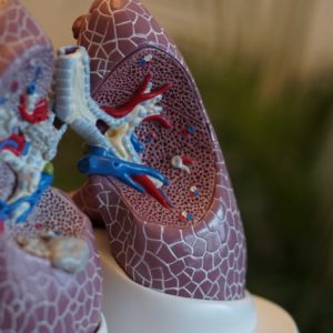 Maqueta de unos pulmones